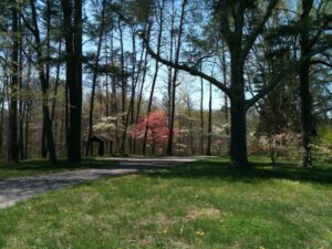 Spring at Bernheim with Dogwoods in bloom