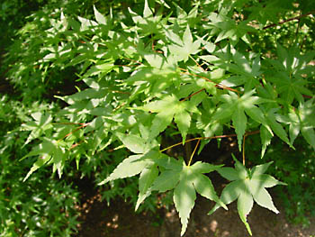 Acer_palmatum Moonfire-leaf