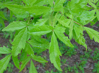 Acer_triflorum-leaves
