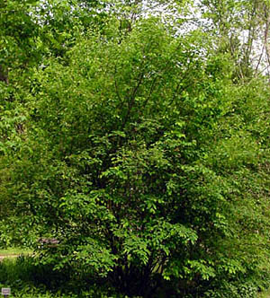 Amelanchier_lamarckii-tree