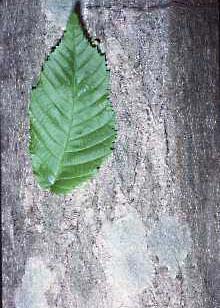 Carpinus_caroliniana-leaf-bark-NRCS