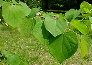 Cercis-leaves
