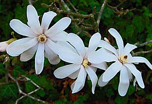 Magnolia_stellata_flowers