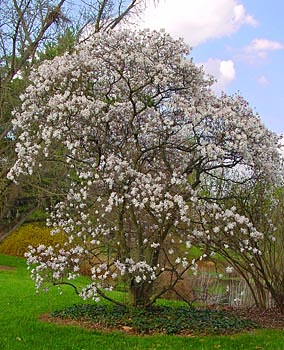 Magnolia_stellata_tree