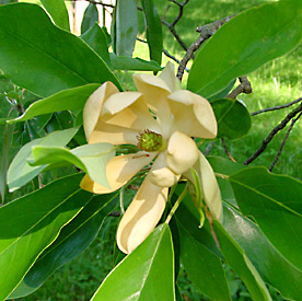 Magnolia_virginiana-flower