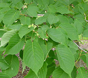 Prunus_sargentii_leaf