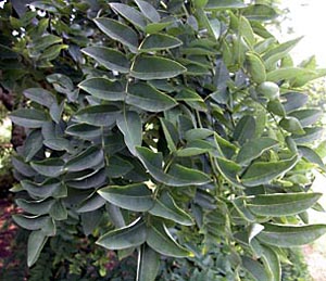 Sophora_japonica-leaf-BF