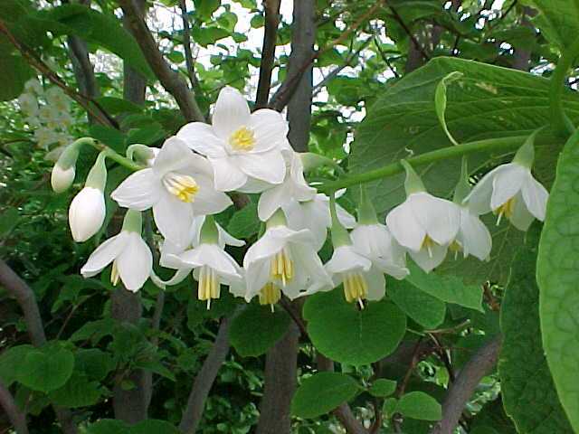 Styrax obassia flower