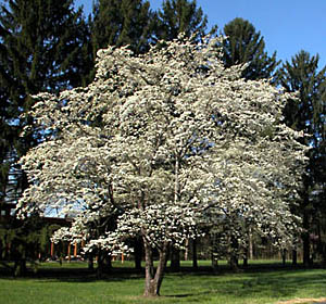 cornus florida tree