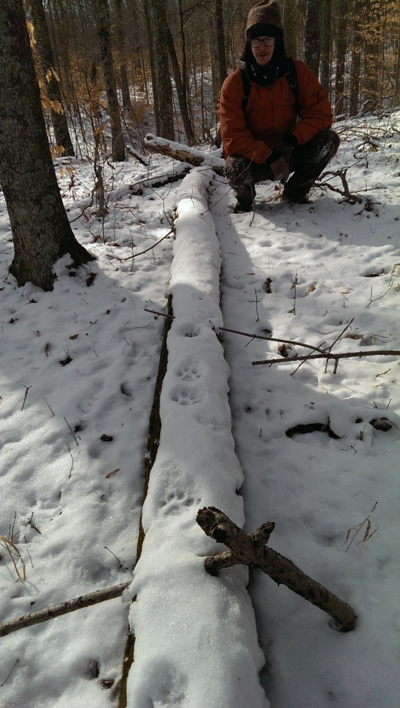 Bobcat tracks in the snow  Bernheim Arboretum and 
