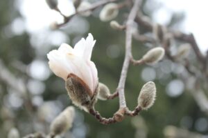 Flowering magnolia at Bernheim entrance 3-12-13