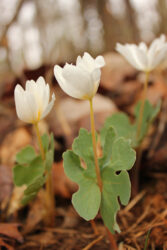 Tales from the Bent Twig Trail: Bloodroot Unearthed