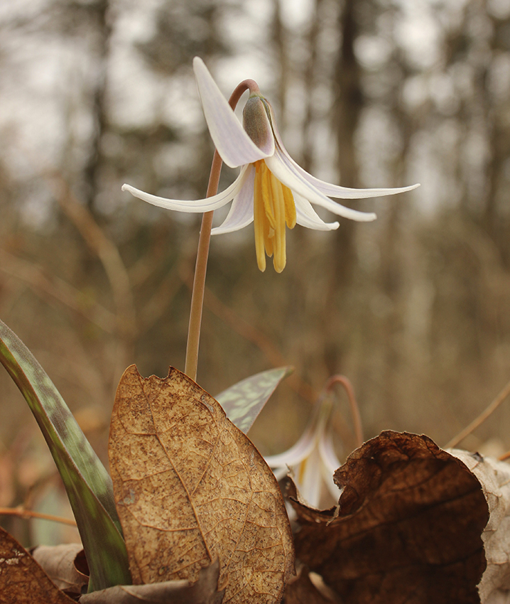 White Trout Lilly in bloom