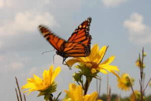 Bernheim Pollinators: The Monarch Butterfly