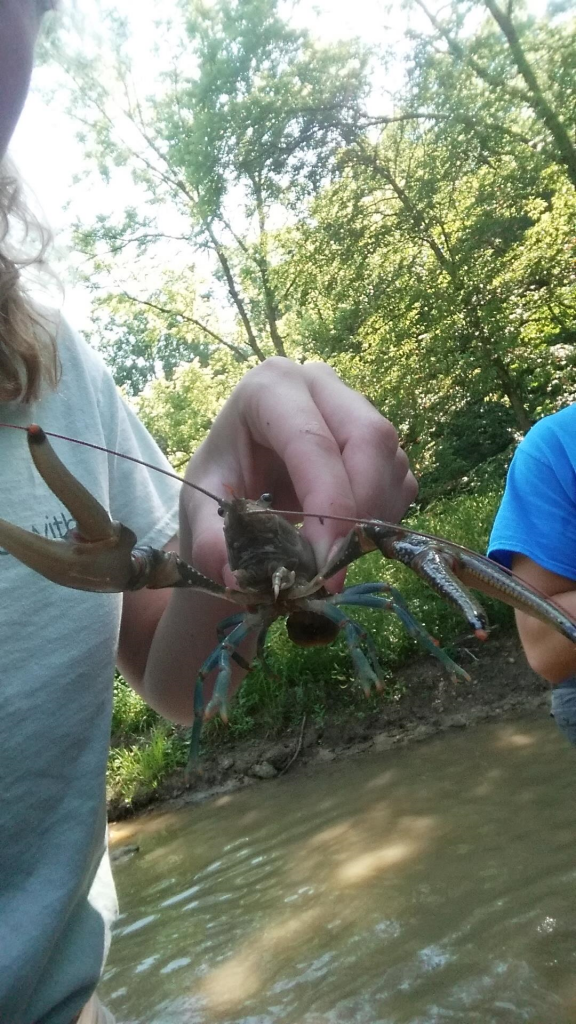 Louisville Crayfish