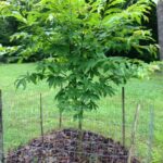 This American chestnut is resistant to the blight because it is 1/16 Chinese chestnut