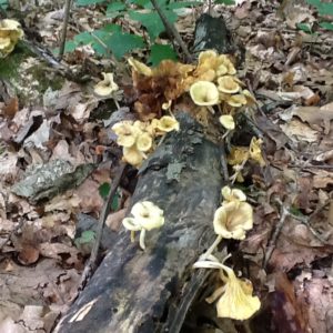 mushroom on log photo