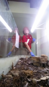 Education Intern, Amanda Ross begins work to clean out the terrarium
