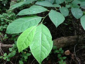 spicebush leaves