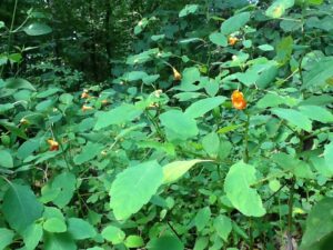 Virtual Discovery Station: Jewelweed