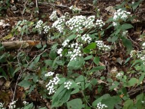 Virtual Discovery Station: White Snakeroot