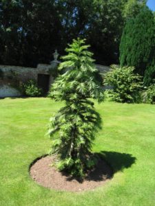 The Wollemi Pine