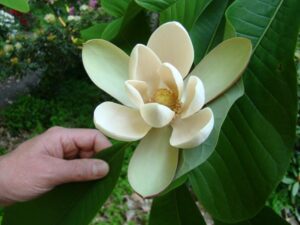 Magnolia Officinalis Flower