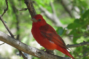 Summer Tanager, photo by Kathy Dennis