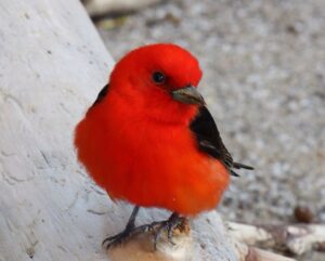 Scarlet Tanager photo by Sherrie Duris