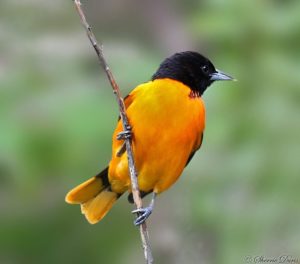 Baltimore Oriole photo by Sherrie Duris