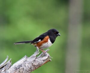 Male Eastern Towhee photo by Sherrie Duris