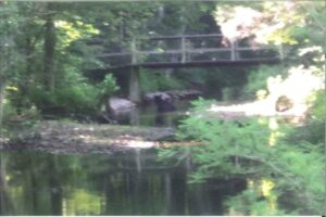 Black Bear in the Cypress Tupleo Swamp, likely bass fishing