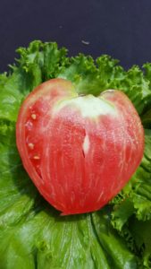 Hungarian Heart Tomato - 8-15-16