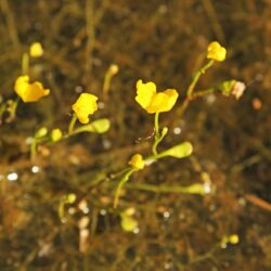 Bernheim Adds a New Plant Species, the Horned Bladderwort