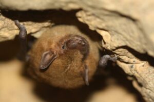 Virtual Discovery Station: Bats