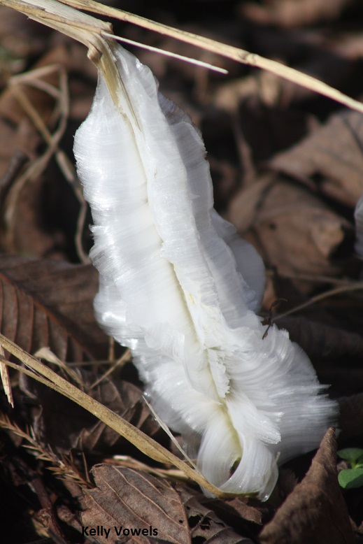 Frost Flowers Are Nature's Winter Surprise | Bernheim Forest and Arboretum