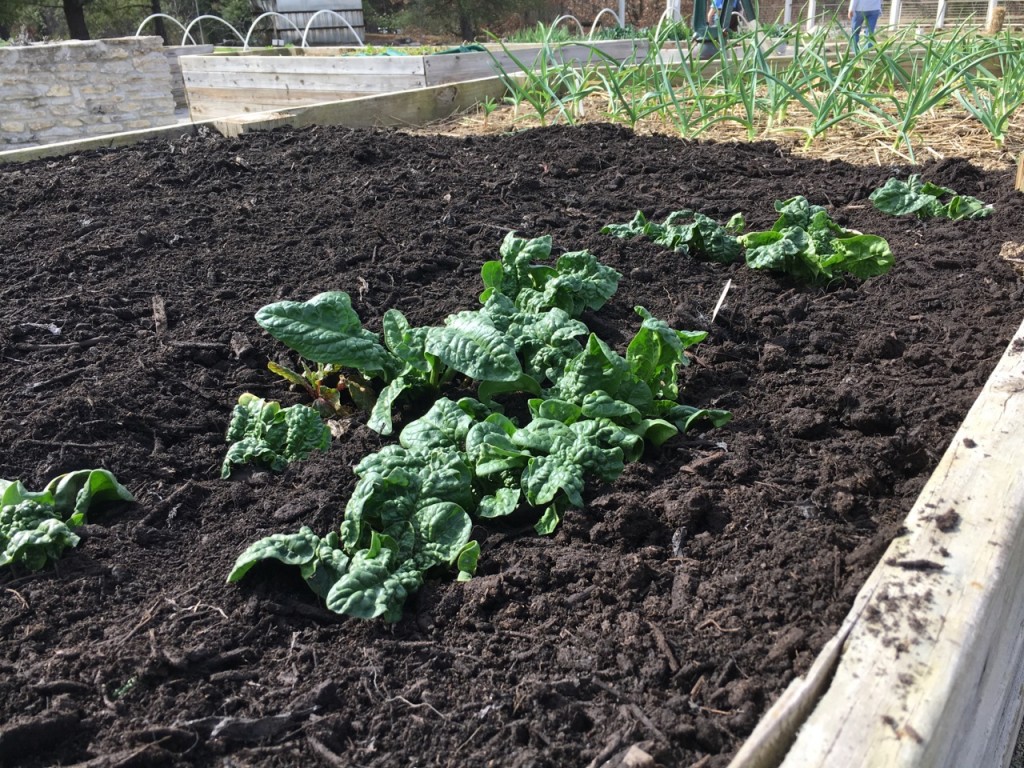 The Sage: Soil Wisdom from the Edible Garden