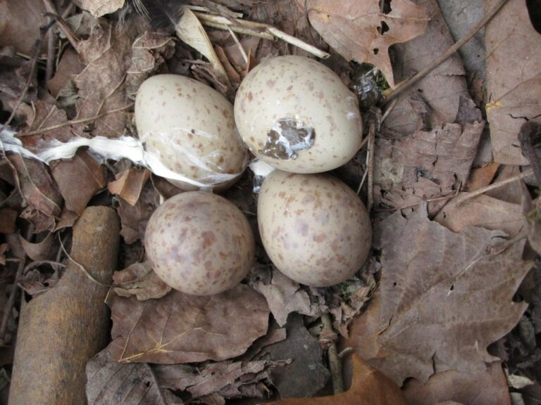 American Woodcocks are Nesting at Bernheim
