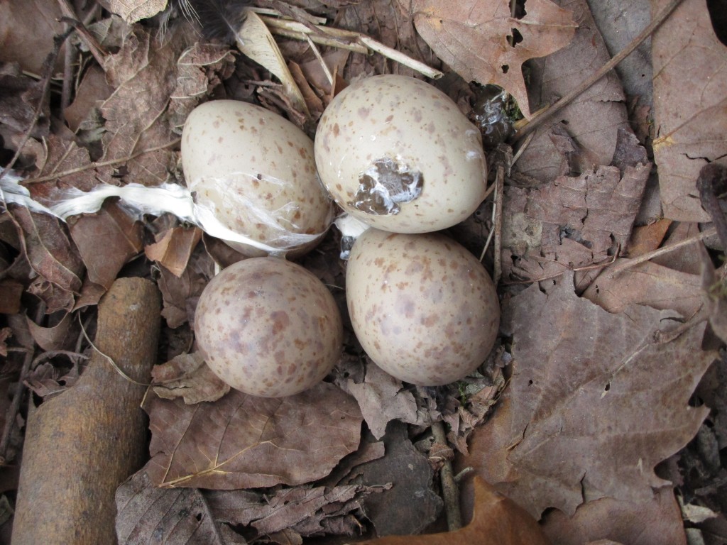 American Woodcocks are Nesting at Bernheim