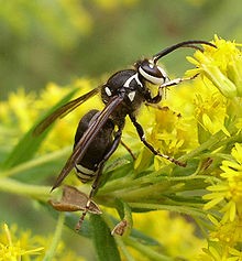 Bernheim Pollinators: The Bald-faced Hornet