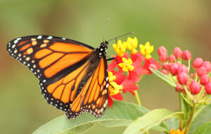 Virtual Discovery Station: Gardening for Butterflies