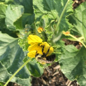 Bernheim Pollinators: The Bumblebee