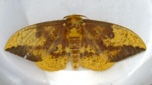 Bernheim Pollinators: The Imperial Moth