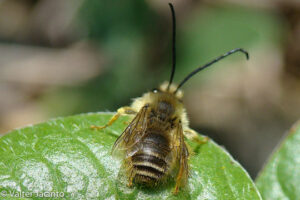 Bernheim Pollinators: The Long-horned Bee