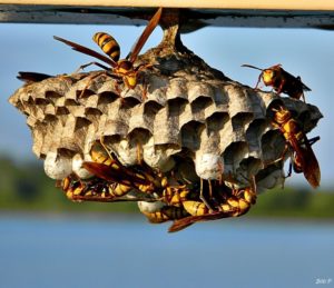 Bernheim Pollinators: The Paper Wasp