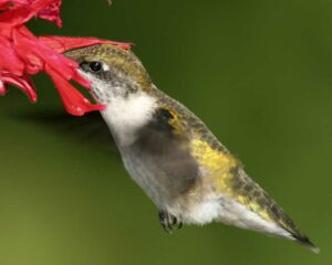 Bernheim Pollinators: Ruby-throated Hummingbird