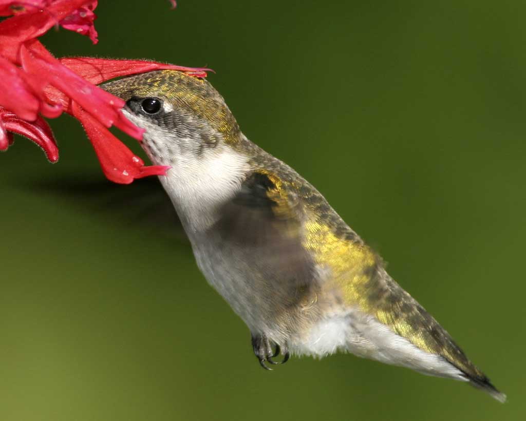 New throated. Краснозобый Колибри. Ширококрылый Колибри. Ruby-throated Hummingbird. Рубиновый Колибри.