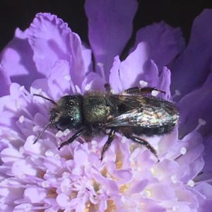 Bernheim Pollinators: The Blue Orchard Mason Bee