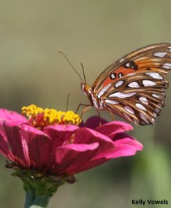 Bernheim Pollinators: Butterflies as Pollinators