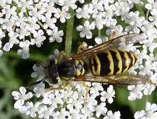 Bernheim Pollinators: The Eastern Yellowjacket (a haiku)